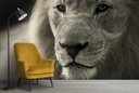 Black & White Lion Wall Mural Wallpaper