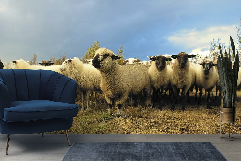 Flock Of Sheep Farmyard Wall Mural Wallpaper