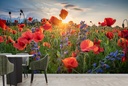 Poppy Field II Wall Mural by Steffen Gierok - Mod4