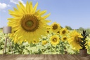 Sunflowers III Wall Mural by Richard Silver
