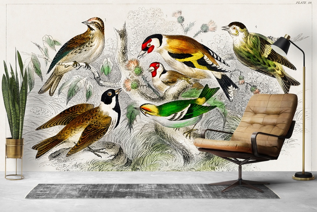 Golden Crested Wren (1820) Wall Mural Artist Oliver Goldsmith