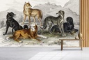 Great Dog of Nepal (1820) Wall Mural Artist Oliver Goldsmith