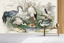 Little Egret (1820) Wall Mural Artist Oliver Goldsmith