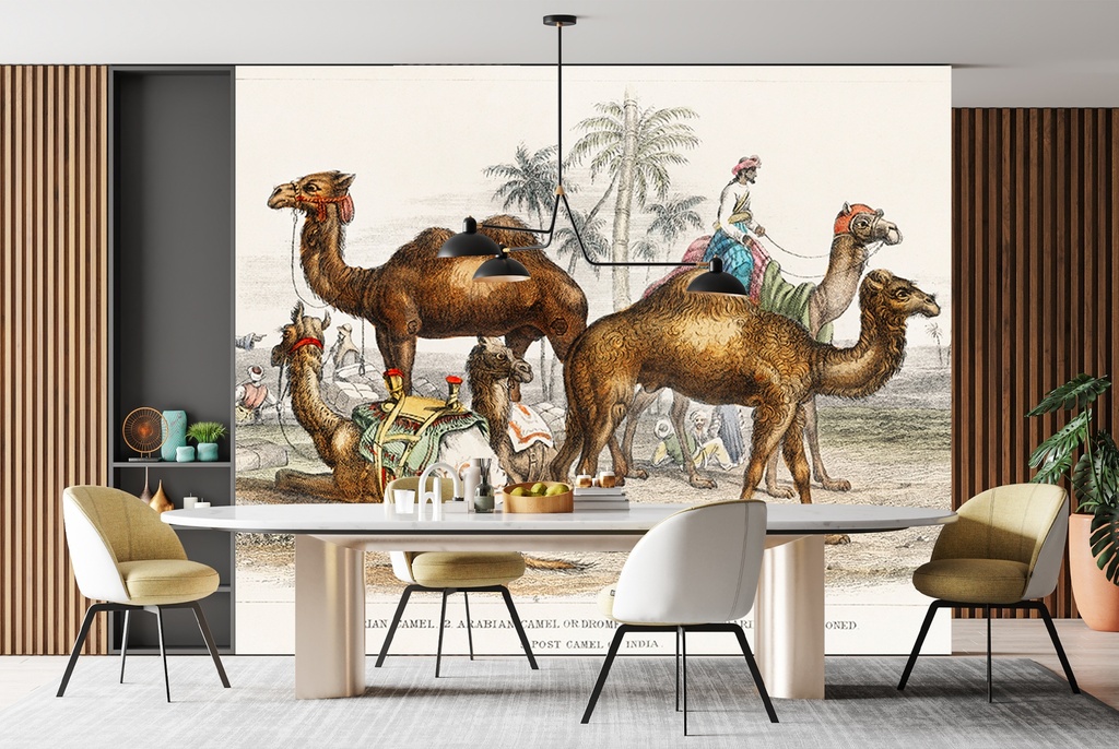 Post Camel of India (1820) Wall Mural Artist Oliver Goldsmith