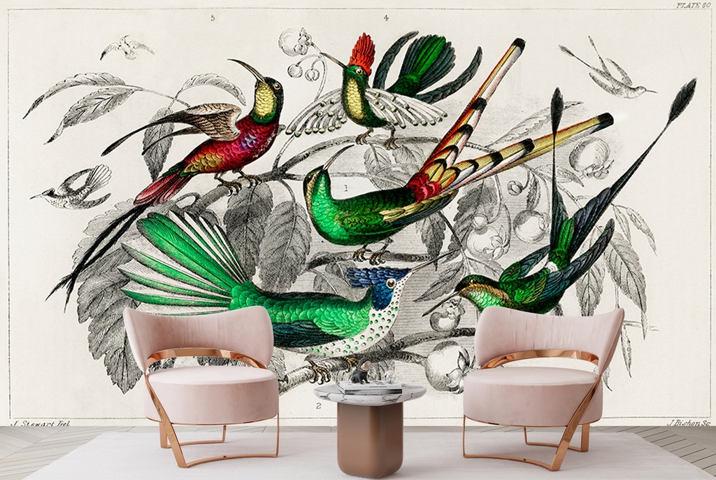 Topaz Throated Hummingbird (1820) Wall Mural Artist Oliver Goldsmith