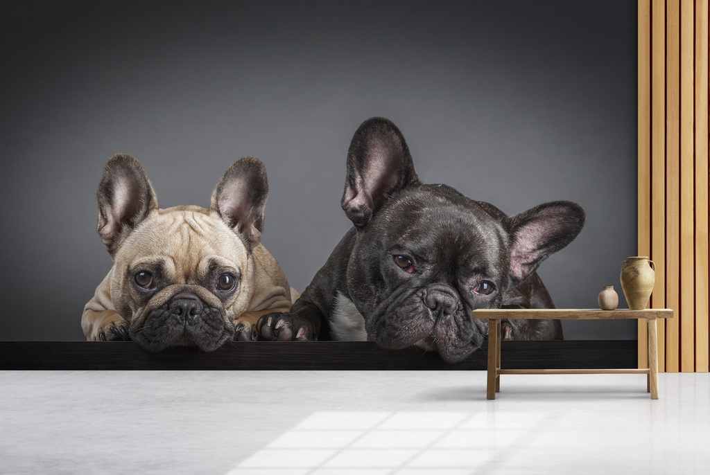 Two French Bulldogs Wall Mural Wallpaper
