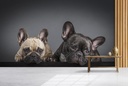 Two French Bulldogs Wall Mural Wallpaper