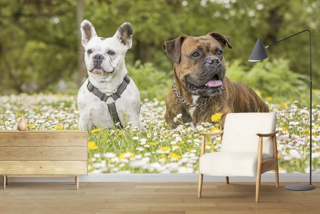 Boxer & Bulldog Dog Wall Mural Wallpaper