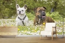Boxer & Bulldog Dog Wall Mural Wallpaper