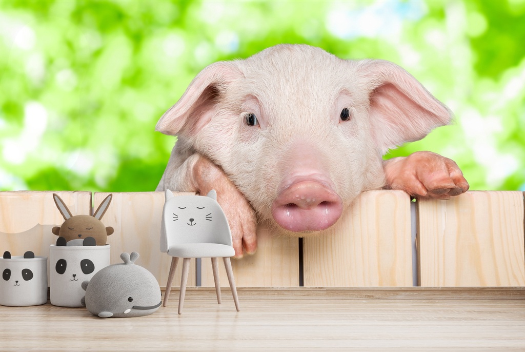Peeping Pig Wall Mural Wallpaper