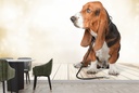 Basset Hound Dog Wall Mural Wallpaper