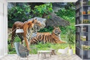 Bengal Tigers Wall Mural Wallpaper