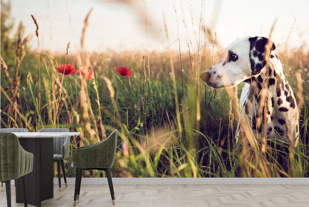 Dalmatian Dog In Field Wall Mural Wallpaper