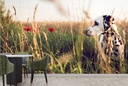 Dalmatian Dog In Field Wall Mural Wallpaper