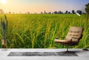 Corn Field Sunrise Wall Mural Wallpaper