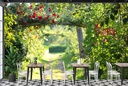 Rose Bush Garden Wall Mural Wallpaper