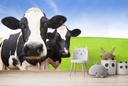Dairy Cows Wall Mural Wallpaper