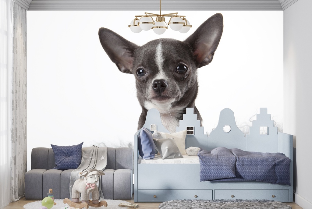 Blue Chihuahua Puppy Dog Wall Mural Wallpaper