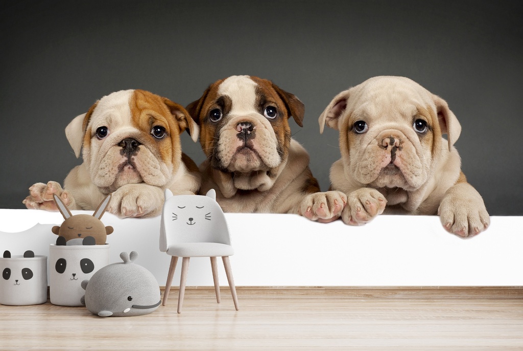 English Bulldog Puppy Dogs Wall Mural Wallpaper