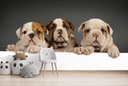 English Bulldog Puppy Dogs Wall Mural Wallpaper