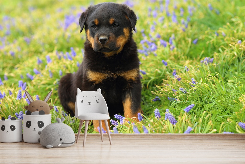 Rottweiler Puppy Dog Wall Mural Wallpaper
