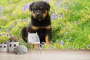 Rottweiler Puppy Dog Wall Mural Wallpaper