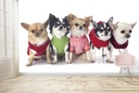 Cute Chihuahua Puppy Dogs Wall Mural Wallpaper