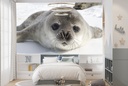 Cute Seal Wall Mural Wallpaper