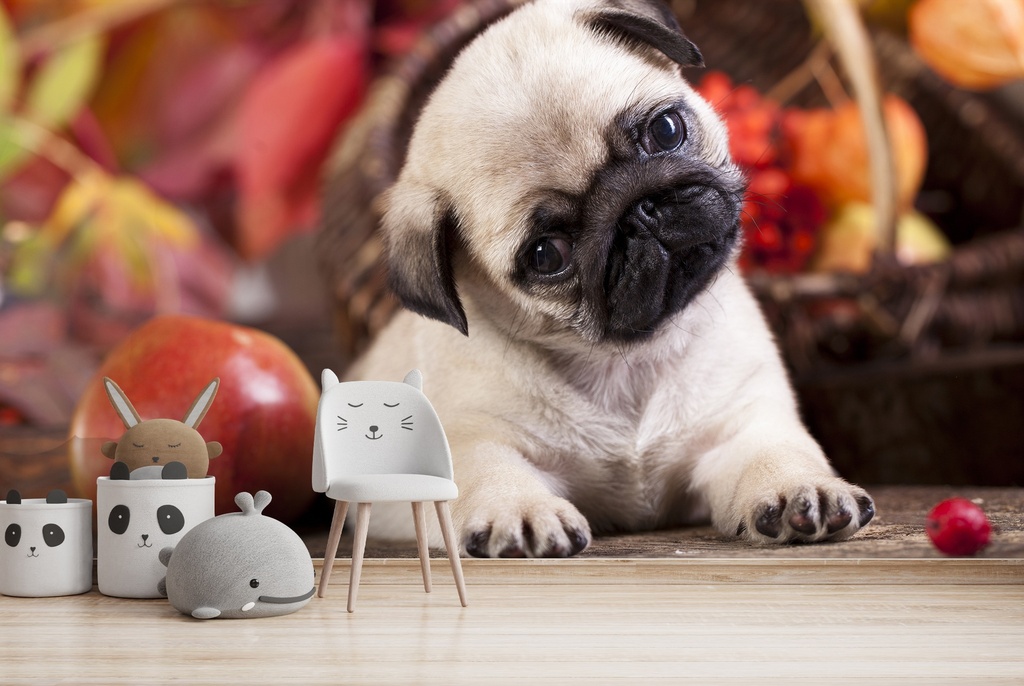 Cute Pug Puppy Dog Wall Mural Wallpaper