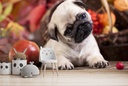 Cute Pug Puppy Dog Wall Mural Wallpaper