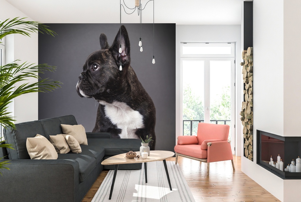 French Bulldog Dog Portrait Wall Mural Wallpaper