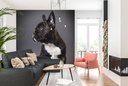 French Bulldog Dog Portrait Wall Mural Wallpaper