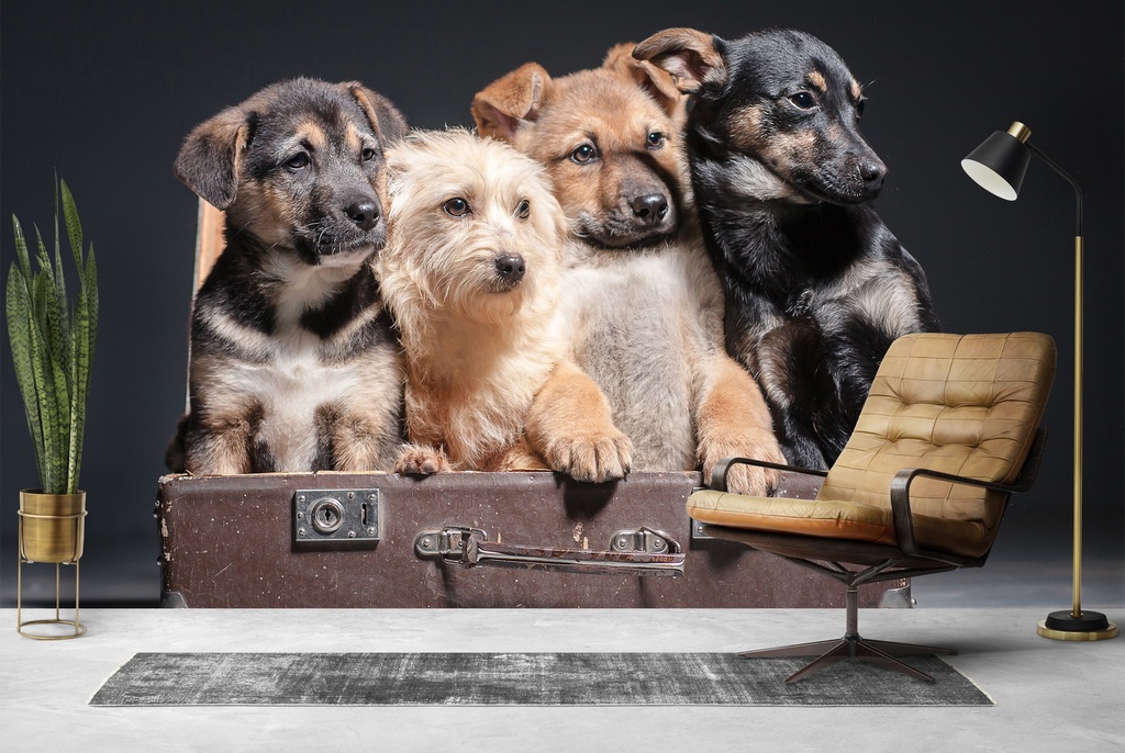Suitcase Puppy Dogs Wall Mural Wallpaper
