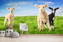 Spring Lambs Wall Mural Wallpaper