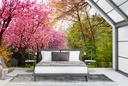 Cherry Blossom Trees Wall Mural Wallpaper