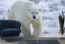 Snowy Polar Bear Wall Mural Wallpaper