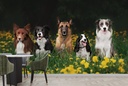 Field Of Dogs Wall Mural Wallpaper