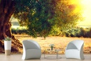 Olive Tree Sunset Wall Mural Wallpaper