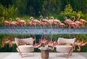 Pink Flamingo Flock Wall Mural Wallpaper