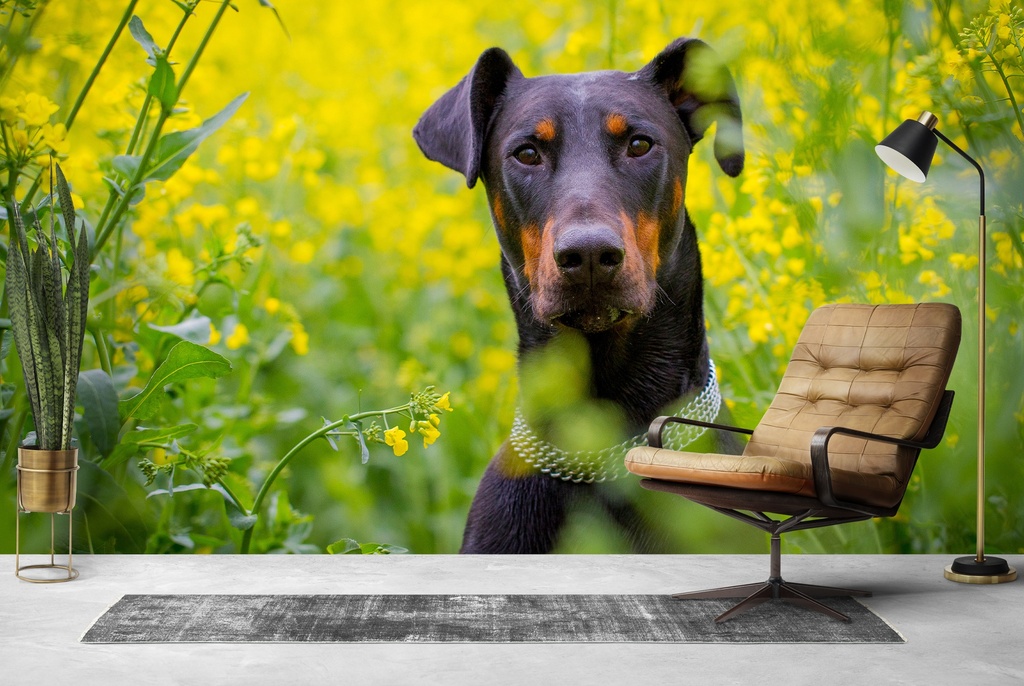 Dobermann Dog Wall Mural Wallpaper
