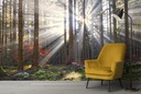 Sunshine In Autumn Forest Wall Mural Wallpaper