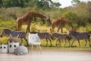 Zebras & Giraffes Safari Wall Mural Wallpaper