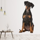 Doberman Puppy Dog Wall Sticker