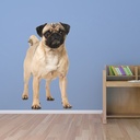 Pug Dog Wall Sticker